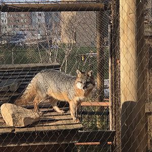 CMNH Grey Fox