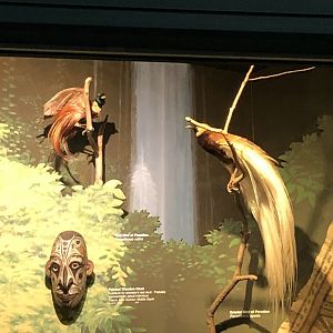 CMNH Birds Of Paradise