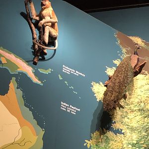 CMNH Proboscis Monkey and Indian Peafowl