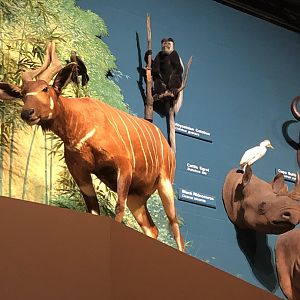 CMNH African Display