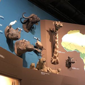 CMNH Africa Display