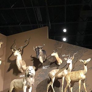 CMNH Africa Display