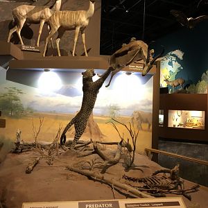 CMNH Cheetah v.s Gazelle