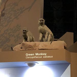 CMNH Green Monkey