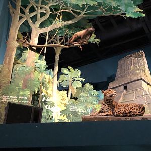 CMNH South America Display
