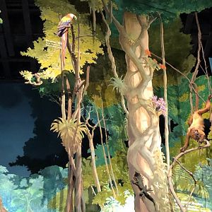 CMNH South America Display