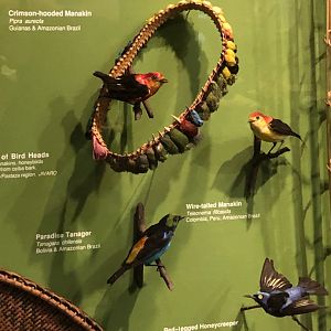 CMNH South American Birds