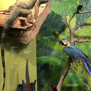 CMNH South America Display