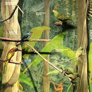 CMNH South America Display