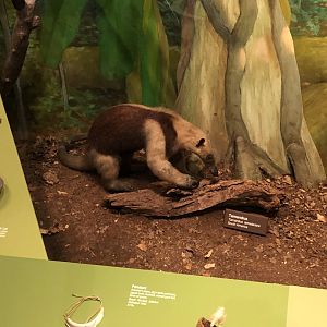 CMNH Southern Tamandua