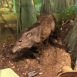 CMNH Peccary