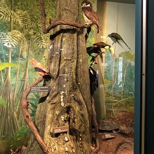 CMNH South America Display