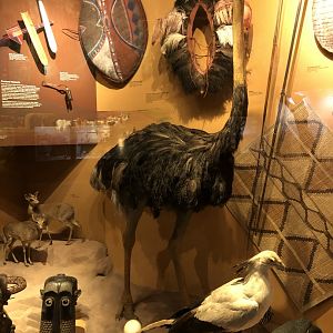 CMNH Africa Display