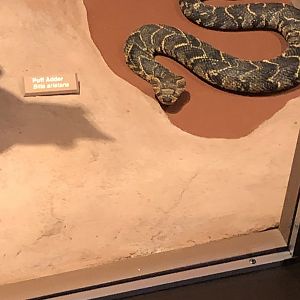 CMNH Puff Adder