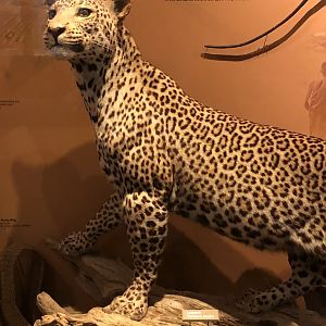 CMNH African Leopard