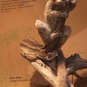 CMNH Bush Baby