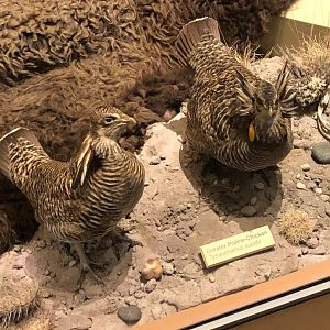 CMNH Greater Prairie Chickens