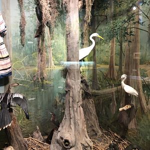 CMNH Southern U.S Display