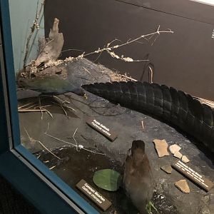 CMNH Southern U.S Display