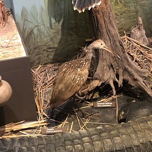 CMNH Southern U.S Display