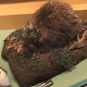 CMNH North American Porcupine