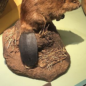 CMNH American Beaver