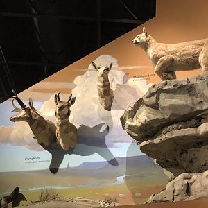 CMNH U.S Plains Display