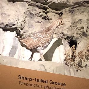 CMNH Sharp-tailed Grouse