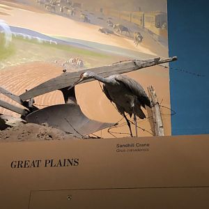 CMNH Sandhill Crane