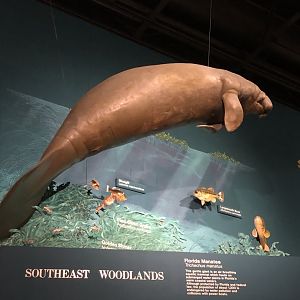 CMNH Manatee Display