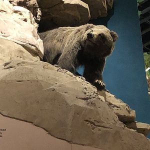 CMNH Grizzly Bear