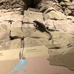 CMNH Chuckwalla