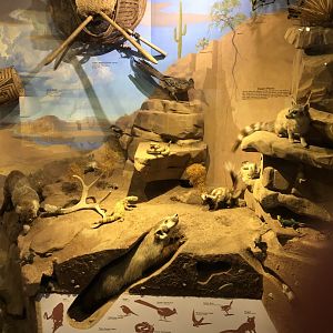 CMNH North America Desert Display
