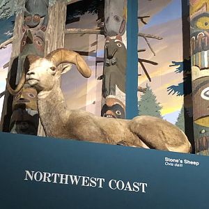 CMNH Stone’s Sheep