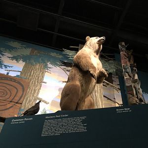 CMNH Brown Bear and Raven