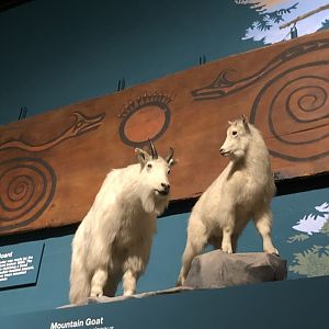 CMNH Mountain Goat
