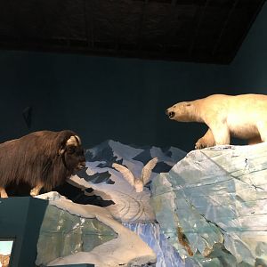 CMNH Arctic Display
