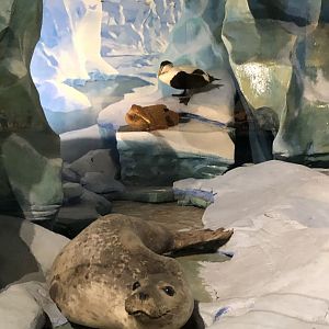 CMNH Arctic Display