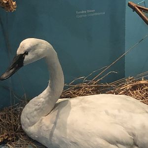 CMNH Tundra Swan