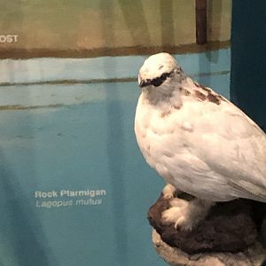 CMNH Rock Ptarmigan