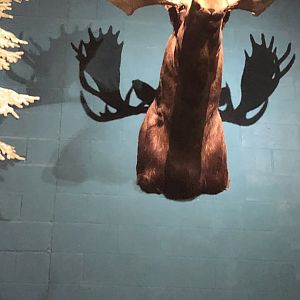 CMNH Moose