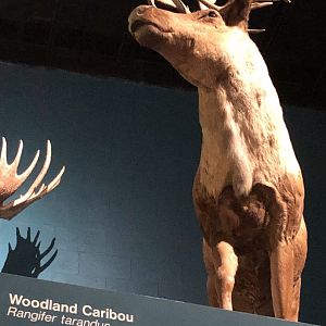 CMNH Woodland Caribou