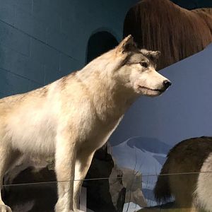 CMNH Timber Wolf