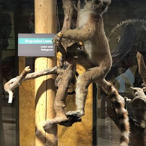 CMNH Ring-tailed Lemur