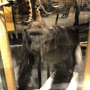 CMNH Chimpanzee