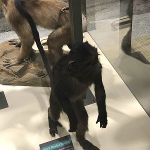 CMNH Black Howler Monkey
