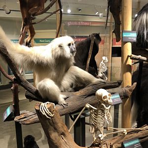 CMNH White-handed Gibbon