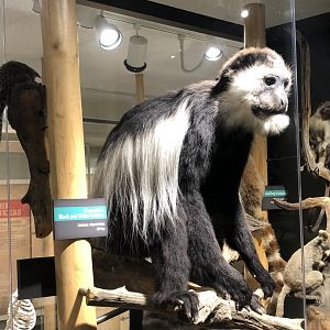 CMNH Black and White Colobus Monkey
