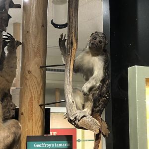 CMNH Geoffrey’s Tamarin