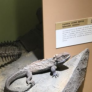 CMNH Tuatara